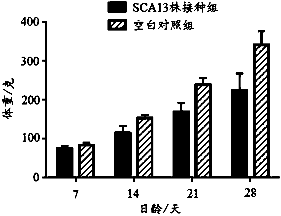 Recombinant Marek's disease virus strain SCA13 strain and application thereof