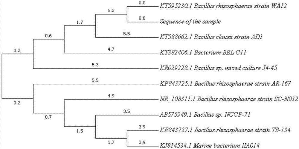 Bacillus rhizosphaerae and method using Bacillus rhizosphaerae and tobacco industry waste to produce hexyl acetate