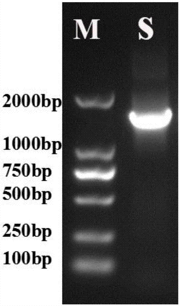 Bacillus rhizosphaerae and method using Bacillus rhizosphaerae and tobacco industry waste to produce hexyl acetate