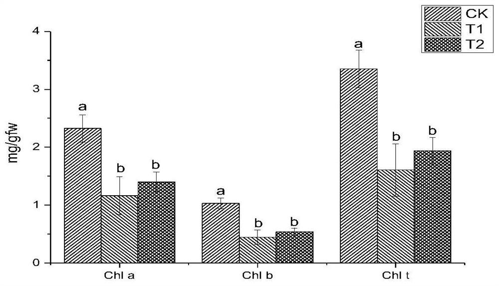 A strain of Rhizopus oryzae with salt tolerance and its application