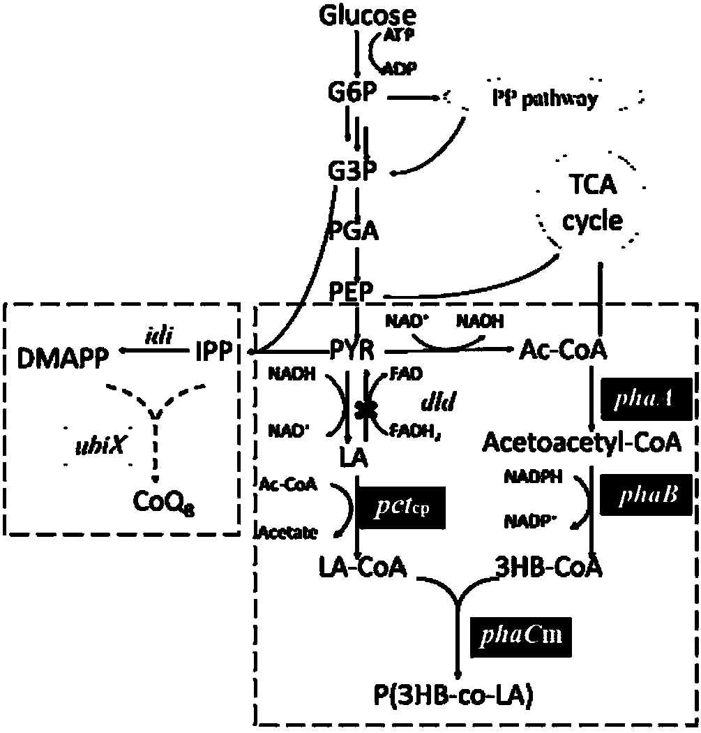 Method for improving the content of lactic acid composition in escherichia coli synthesized poly(3-hydroxybutyrate-co-lactic acid)