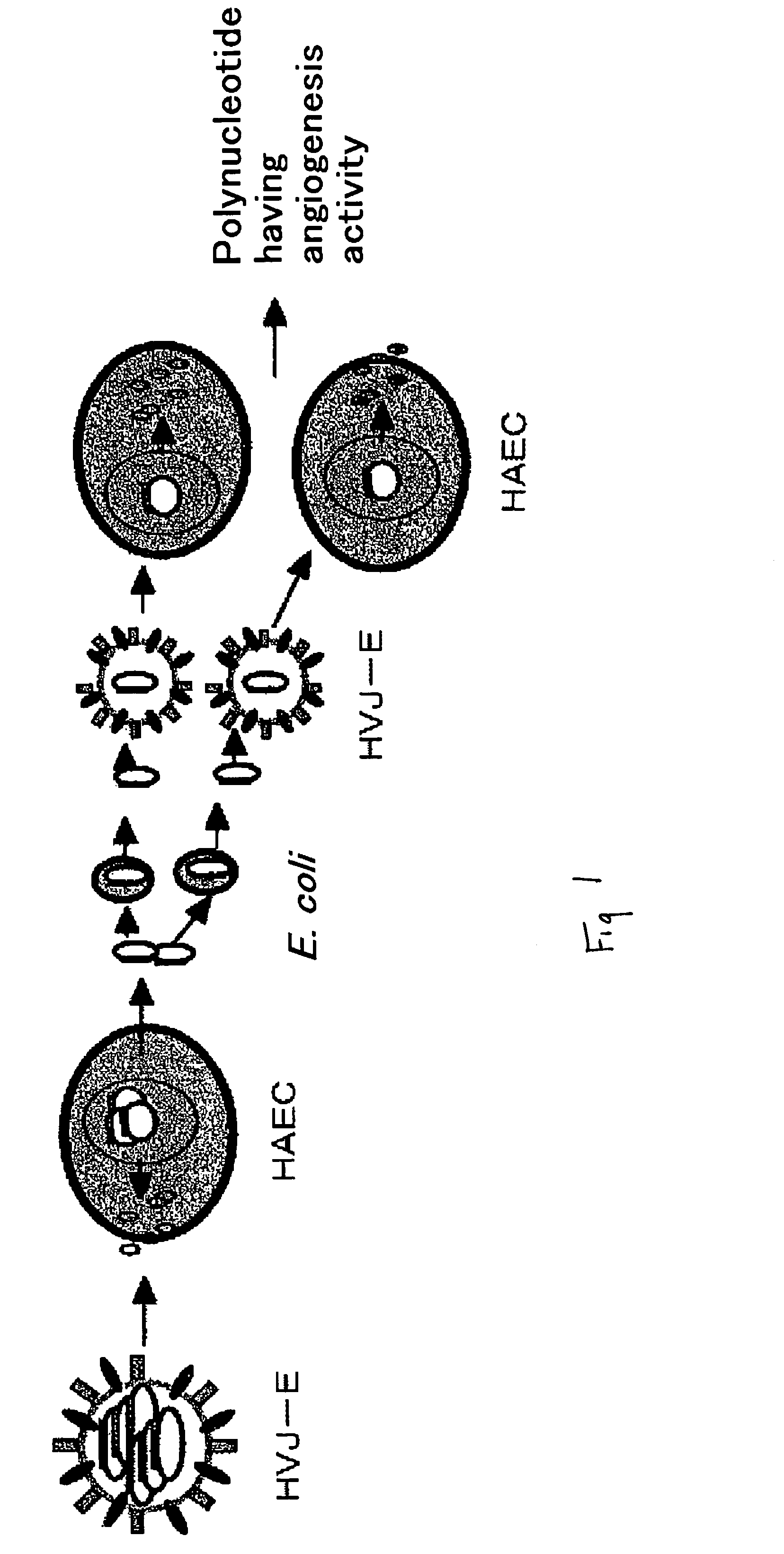 Polypeptide promoting vascular endothelial cell growth