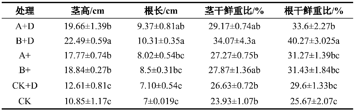 Method for improving tea seedling field fungus rooting cuttage breeding effects