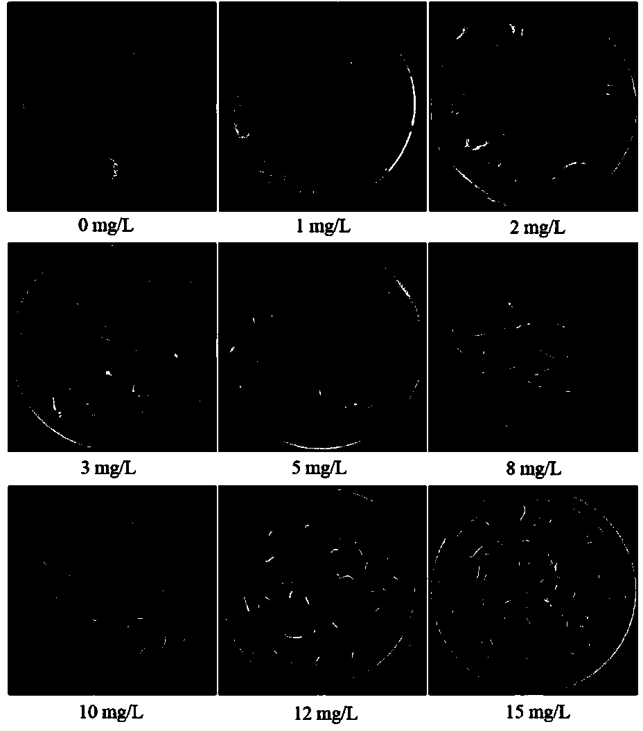 Culture medium for anti-glufosinate-ammonium alfalfa plants and soil screening method