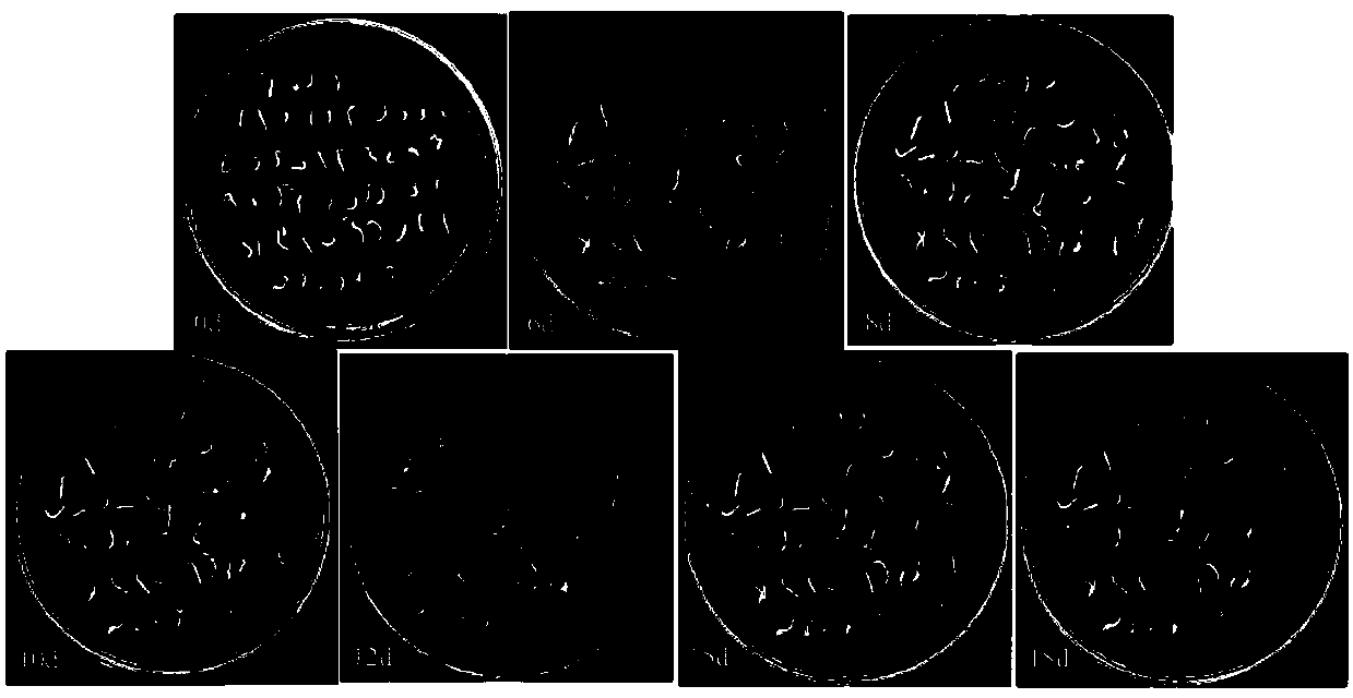 Culture medium for anti-glufosinate-ammonium alfalfa plants and soil screening method