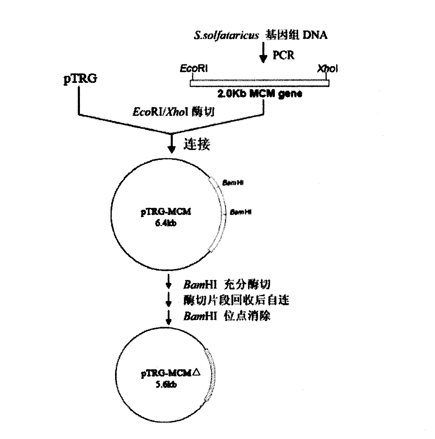 Construction method of complete mycobacterium tuberculosis genome ORF clone library and application thereof