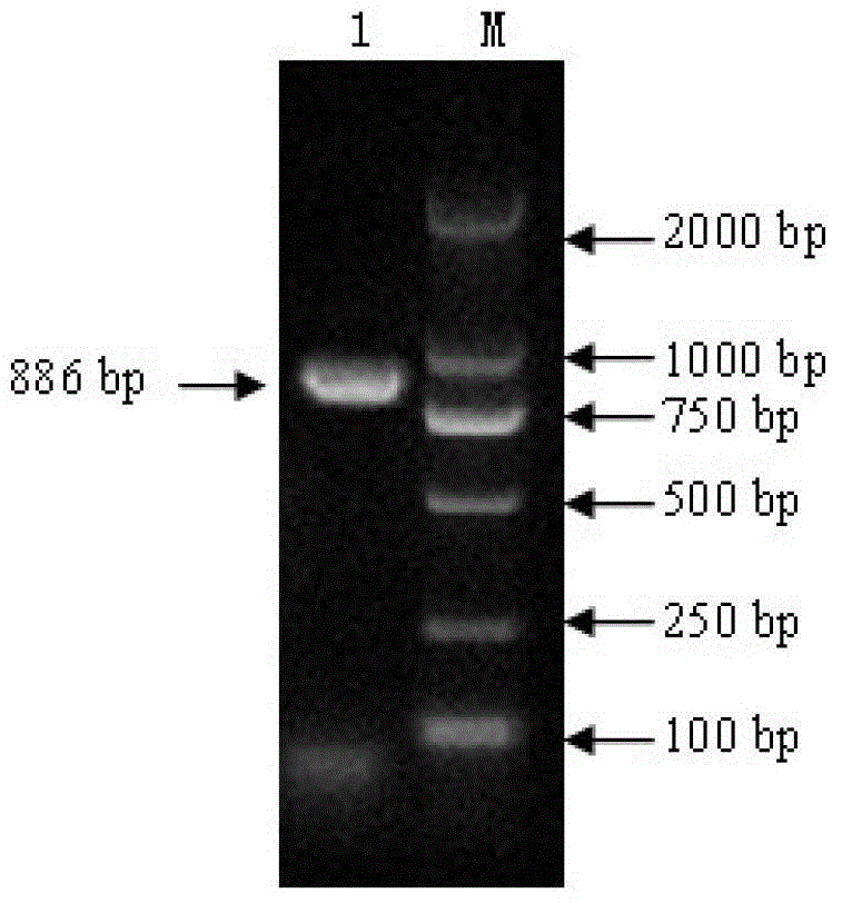 Competitive ELISA method based on foot-and-mouth disease A type VP1 protein and its monoclonal antibody