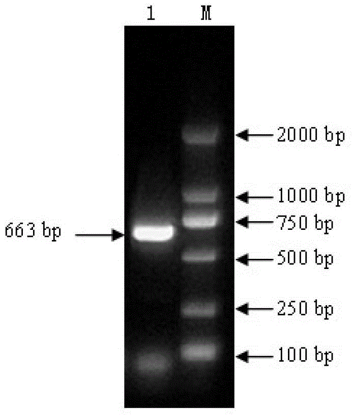 Competitive ELISA method based on foot-and-mouth disease A type VP1 protein and its monoclonal antibody