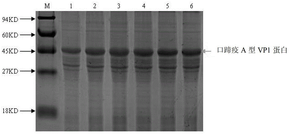 Competitive ELISA method based on foot-and-mouth disease A type VP1 protein and its monoclonal antibody