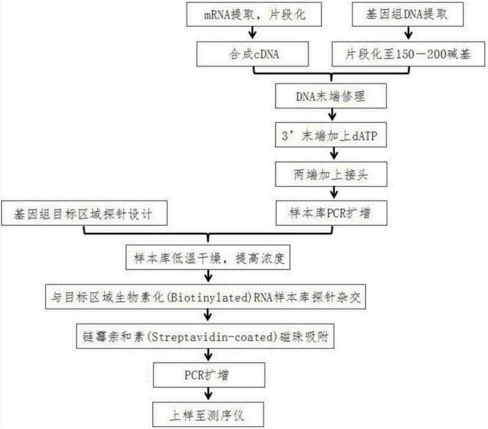 A probe library, detection method and kit for detecting met gene exon 14 mutation