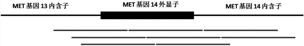 A probe library, detection method and kit for detecting met gene exon 14 mutation