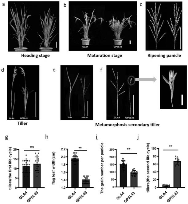 Gene for regulating and controlling rice plant type and application thereof