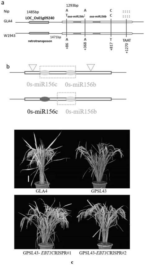 Gene for regulating and controlling rice plant type and application thereof