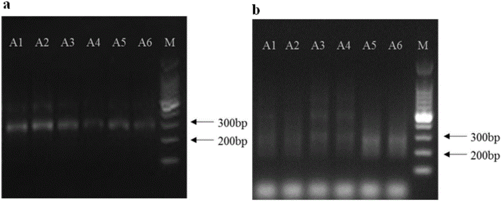 Noninvasive antepartum fetal alpha-thalassemia gene mutation detection library building method, detection method and kit