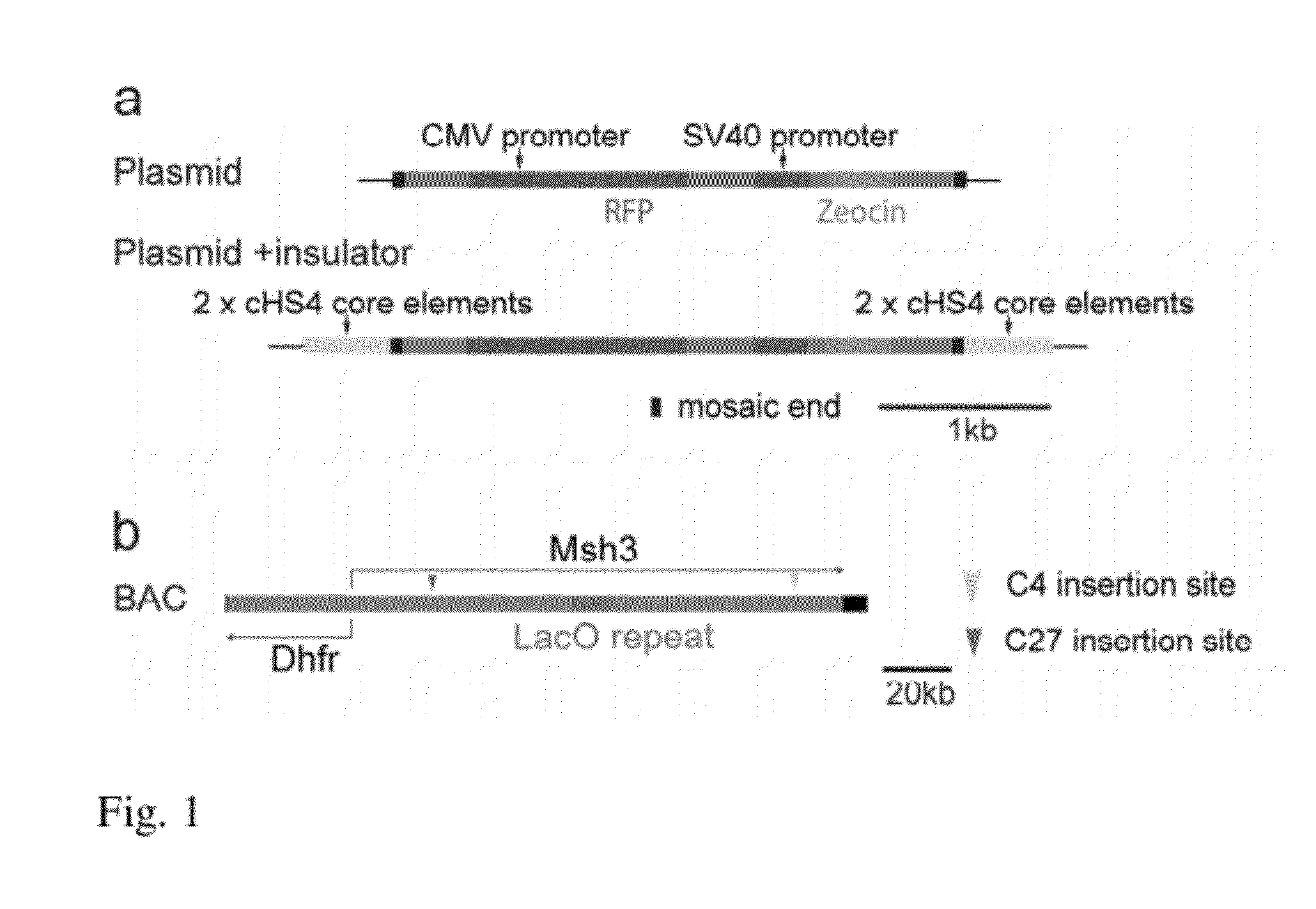 Recombinant Gene Expression