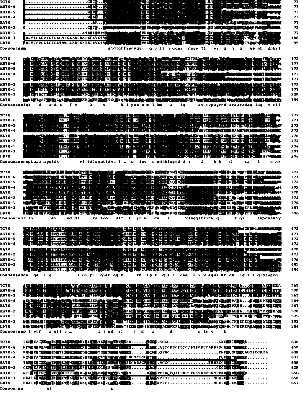 System screening and clone identification method for heat shock protein genes of agasicles hygrophila