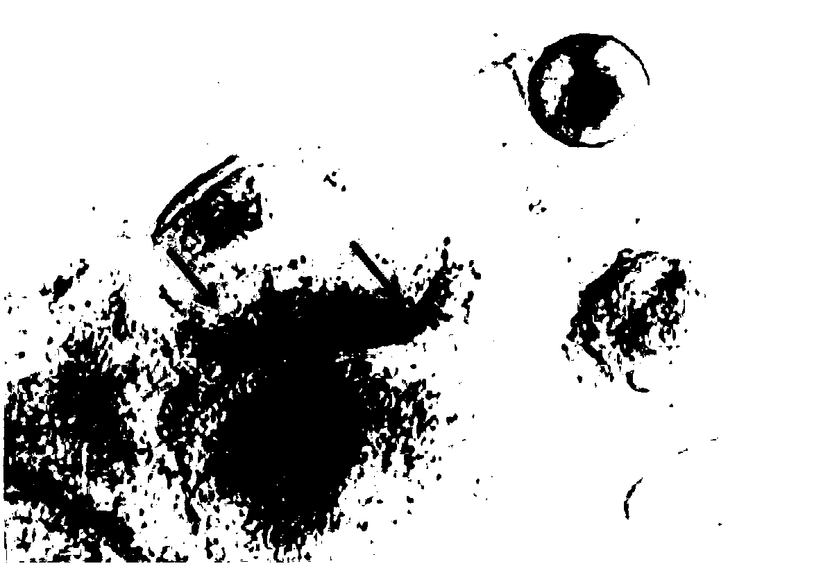 Preparation and amplification culture method of human multipotential stem cell sourced human retinal pigment epithelium cells