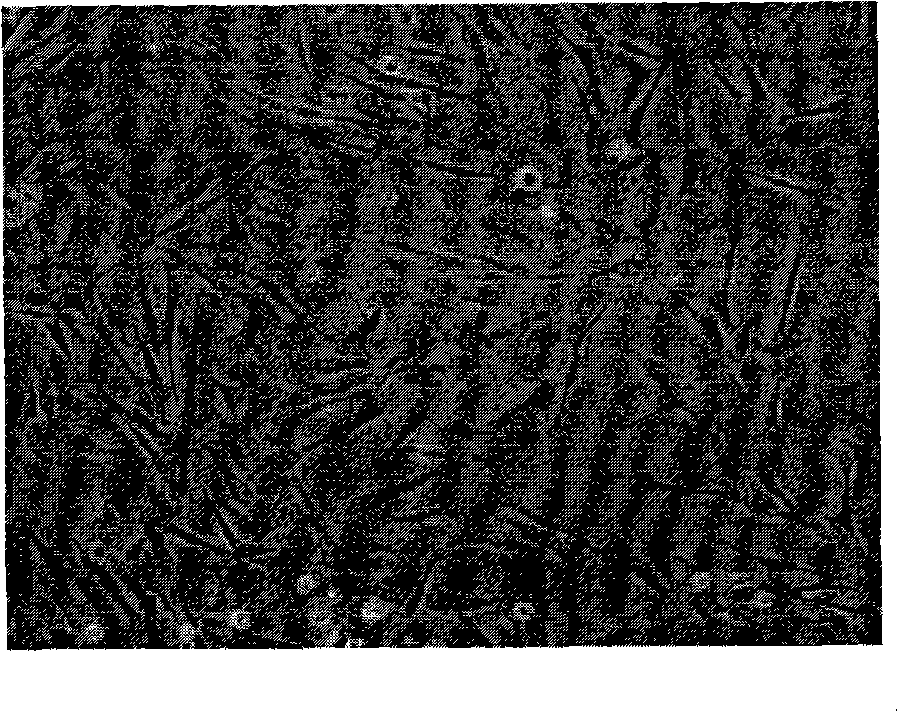 Porcine cells medium