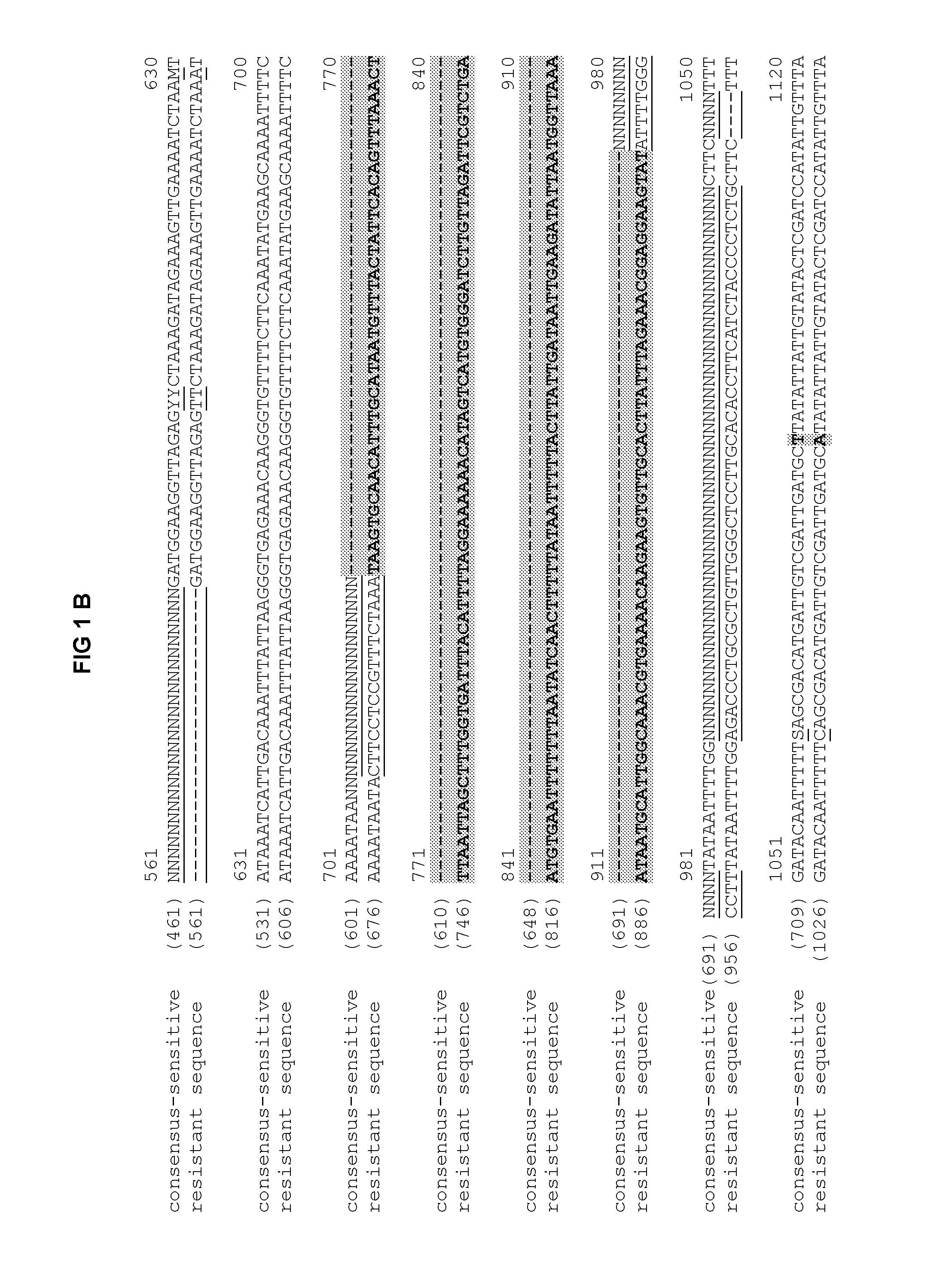 Rhizomania-resistant gene