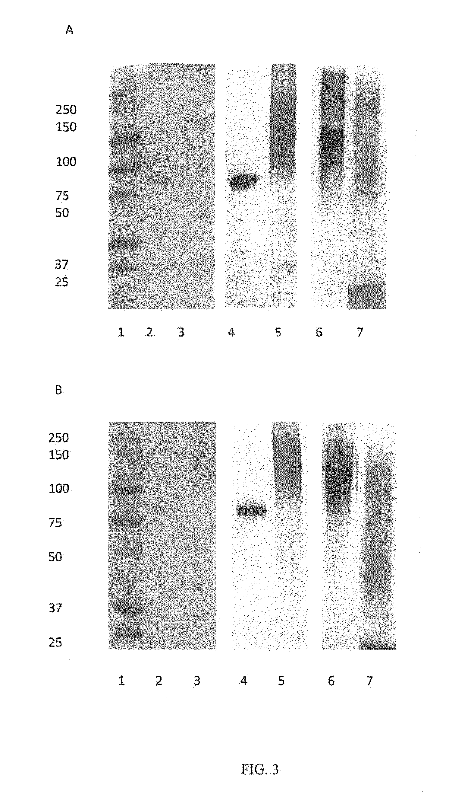 Combined enteropathogen recombinant construct