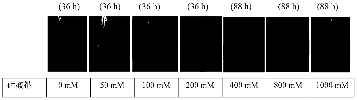 High selenate tolerant bacteria, and screening method and application thereof