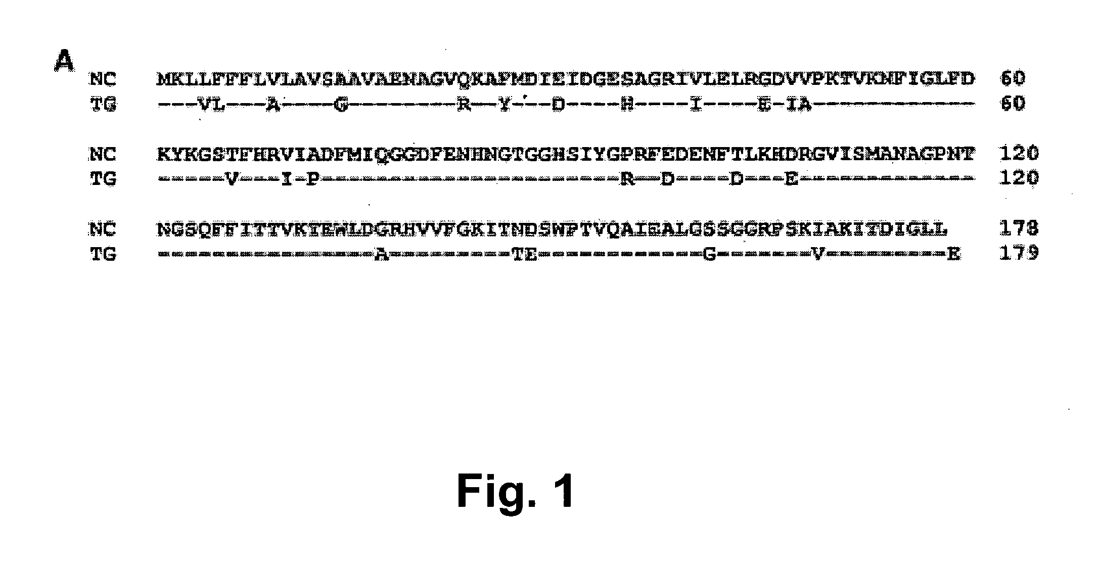 Novel Neospora caninum Vaccine