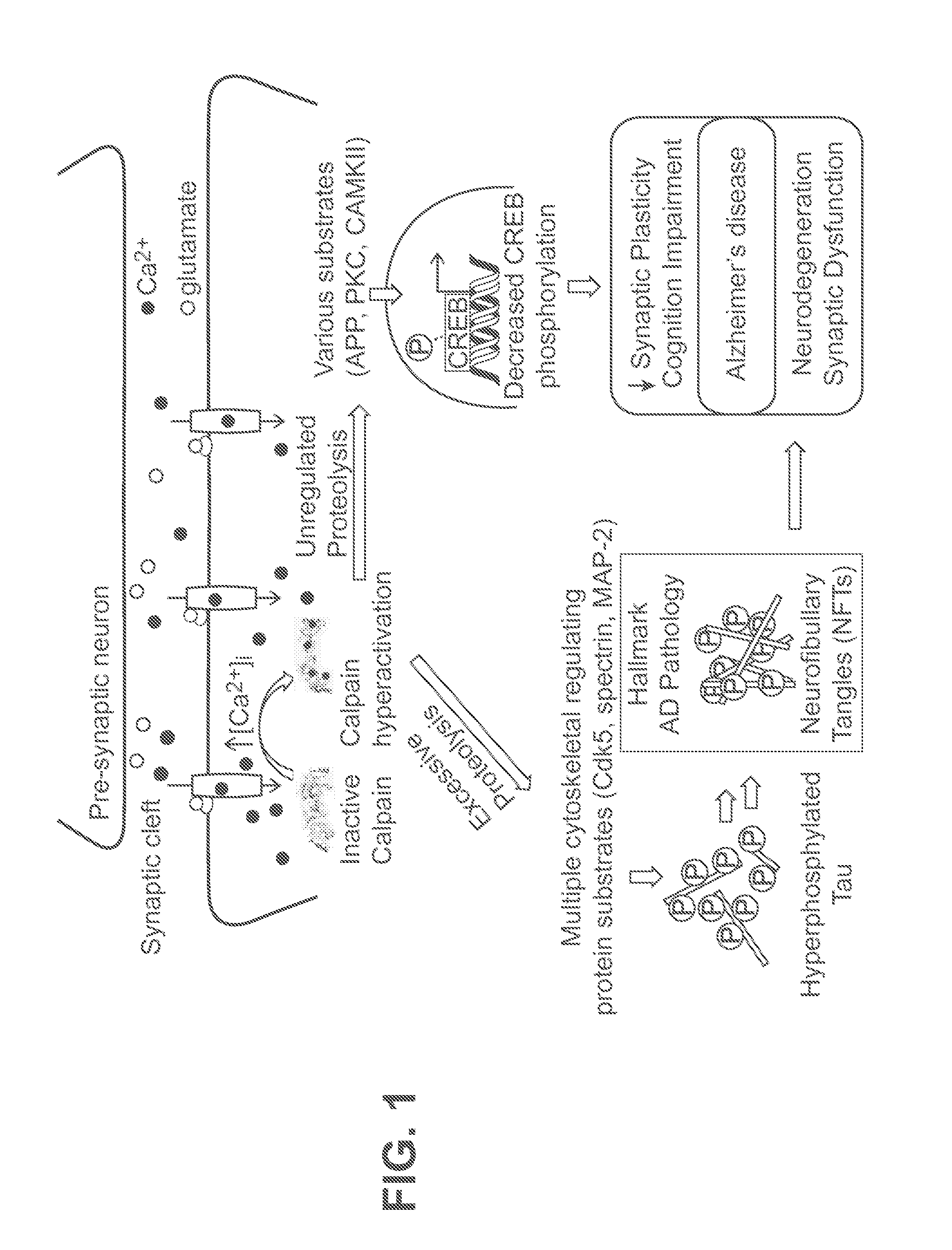 Novel Cysteine Protease Inhibitors and Uses Thereof