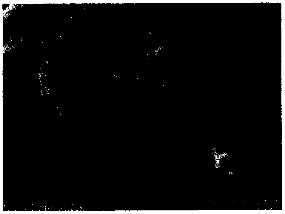 Nano-iron-calcium-alginate-composite-film preparation method for hexavalent chromium removal