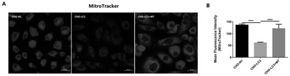 Protective agent for improving ovarian function based on excessive autophagy injury and application of protective agent