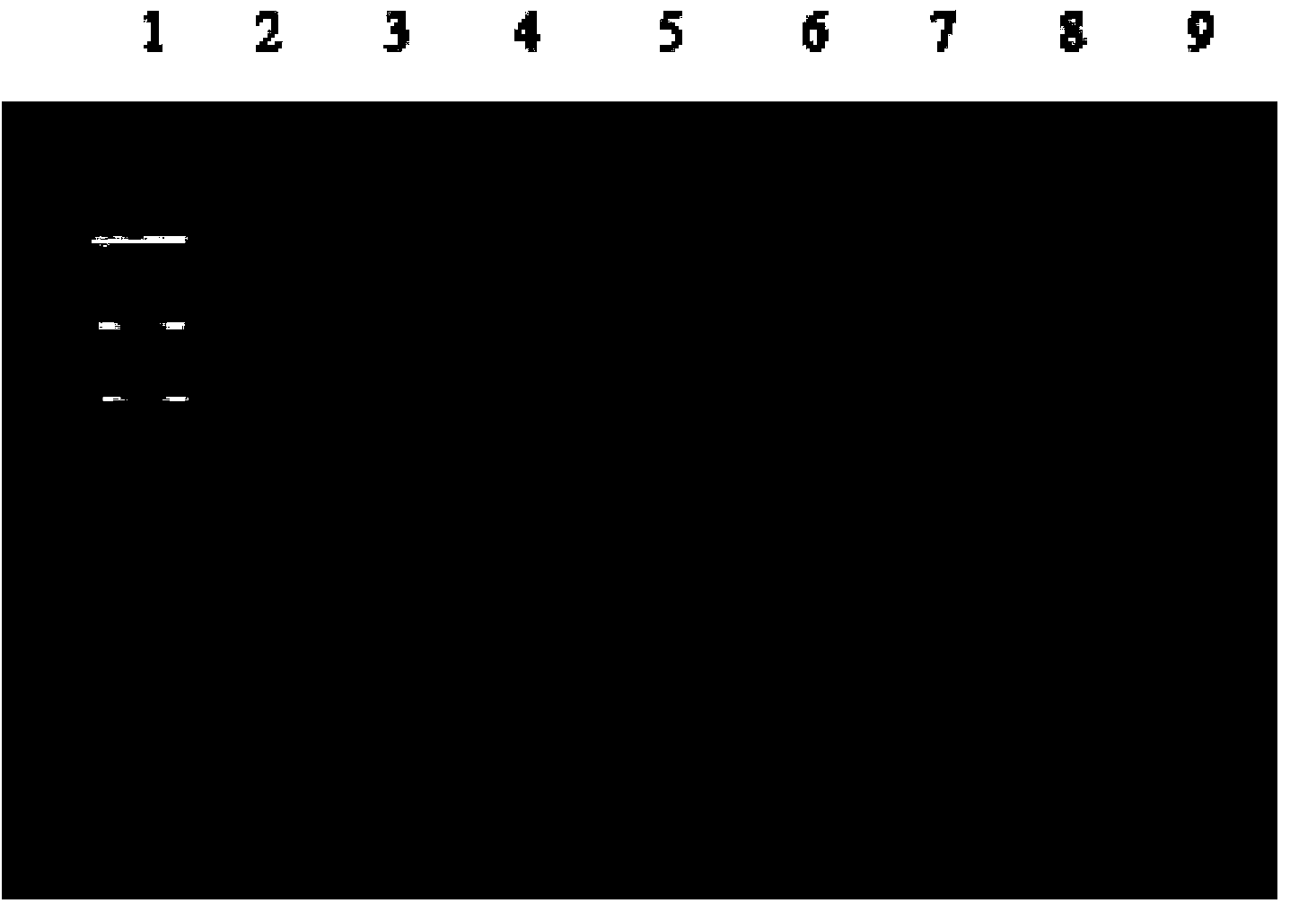 Group of aptamers for specific recognition of beta-bungatotoxin and use thereof