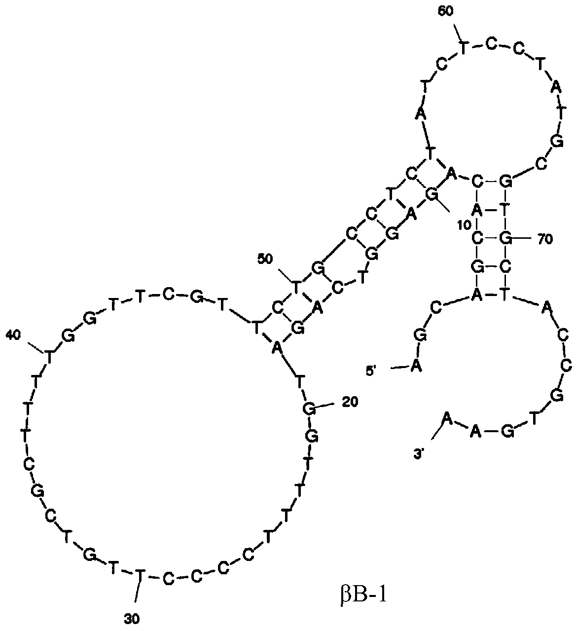 Group of aptamers for specific recognition of beta-bungatotoxin and use thereof