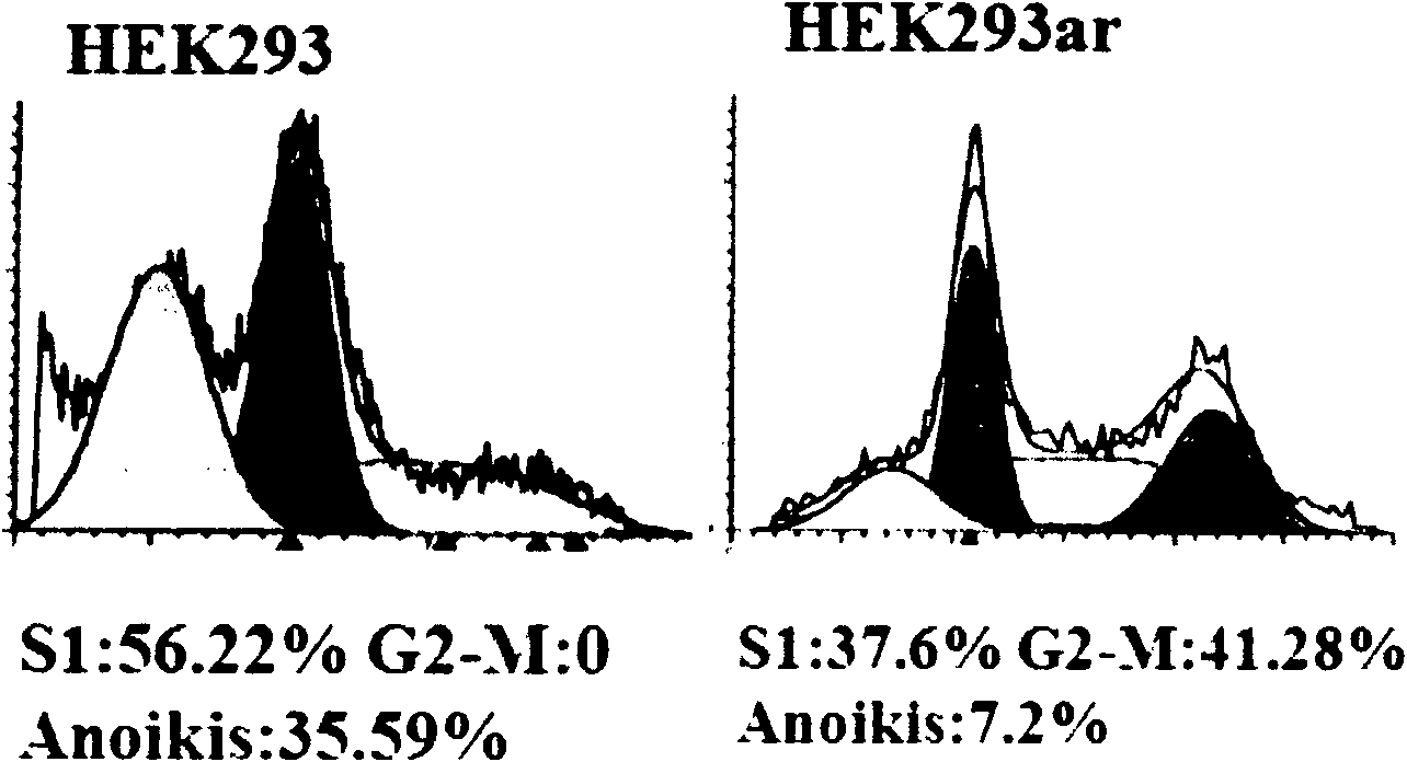 Novel human embryo kidney 293 cell HEK293ar of mammal engineering cell subset