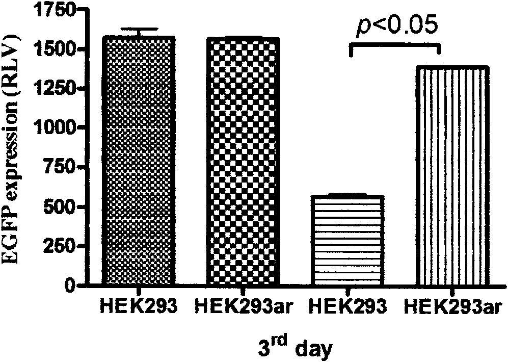 Novel human embryo kidney 293 cell HEK293ar of mammal engineering cell subset