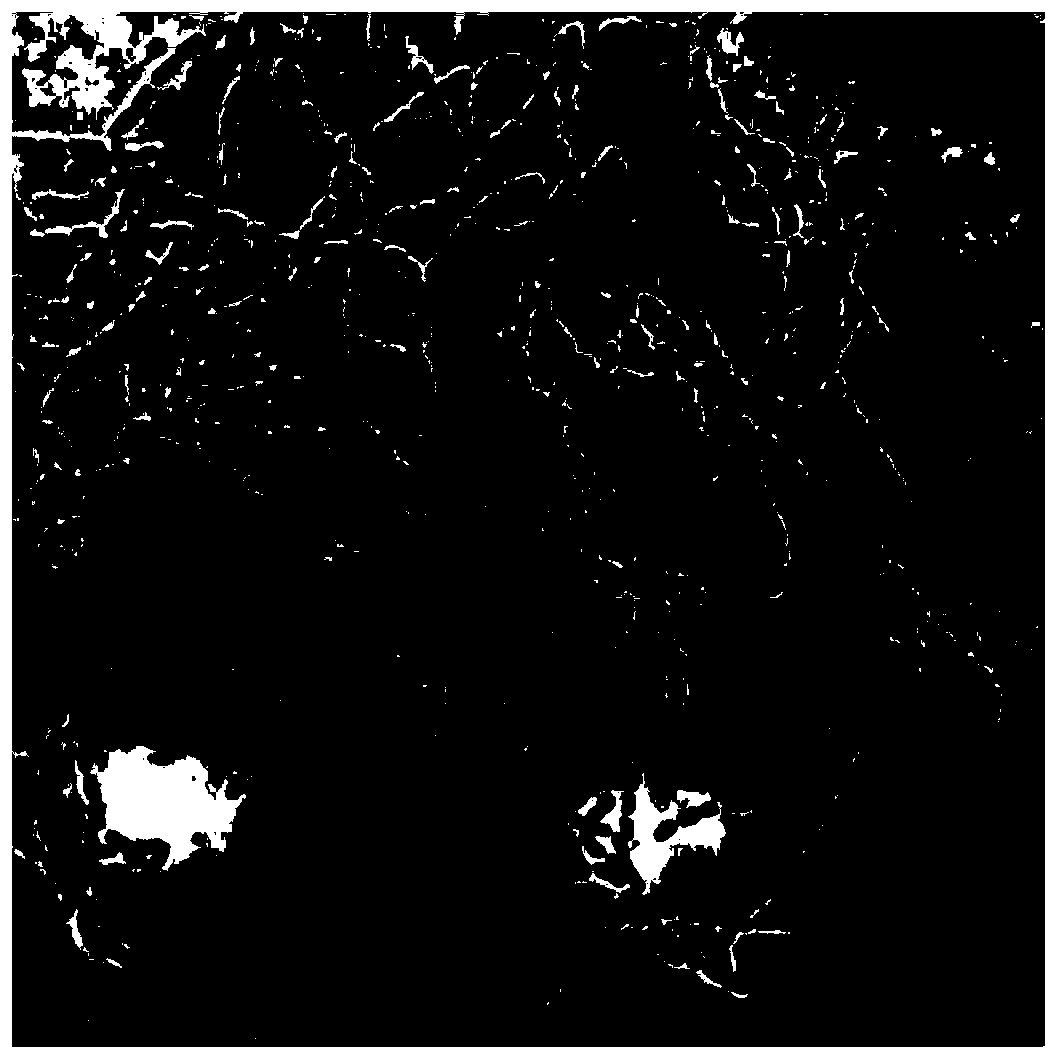 Saline-alkaline resistant Bacillus pacificus, and biogen and application thereof