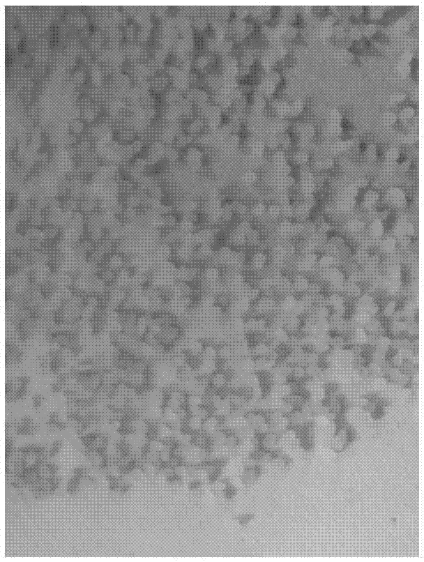 Method for preparing linoleic acid sustained-release algal inhibiting agent