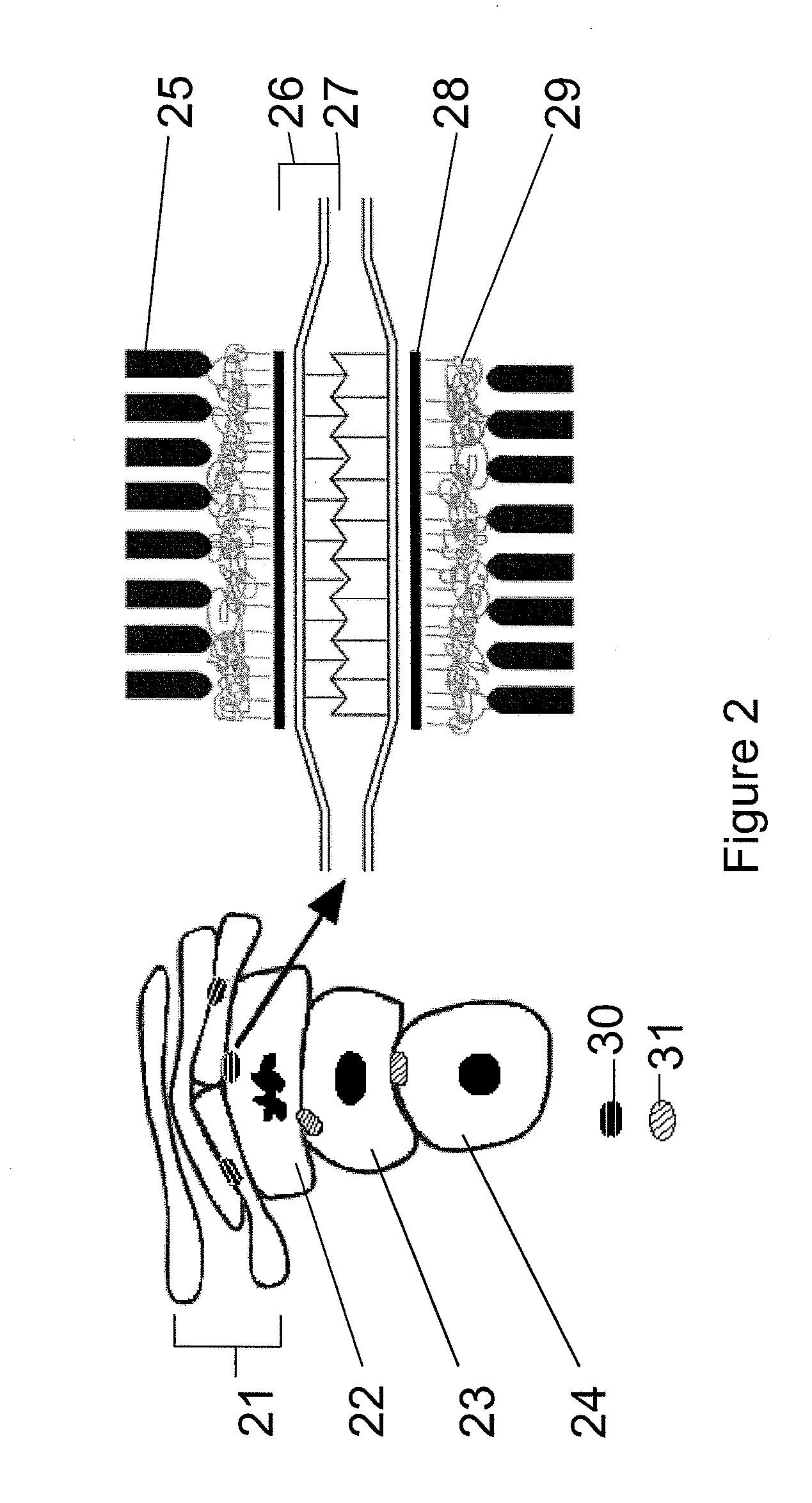 Pharmaceutical compositions