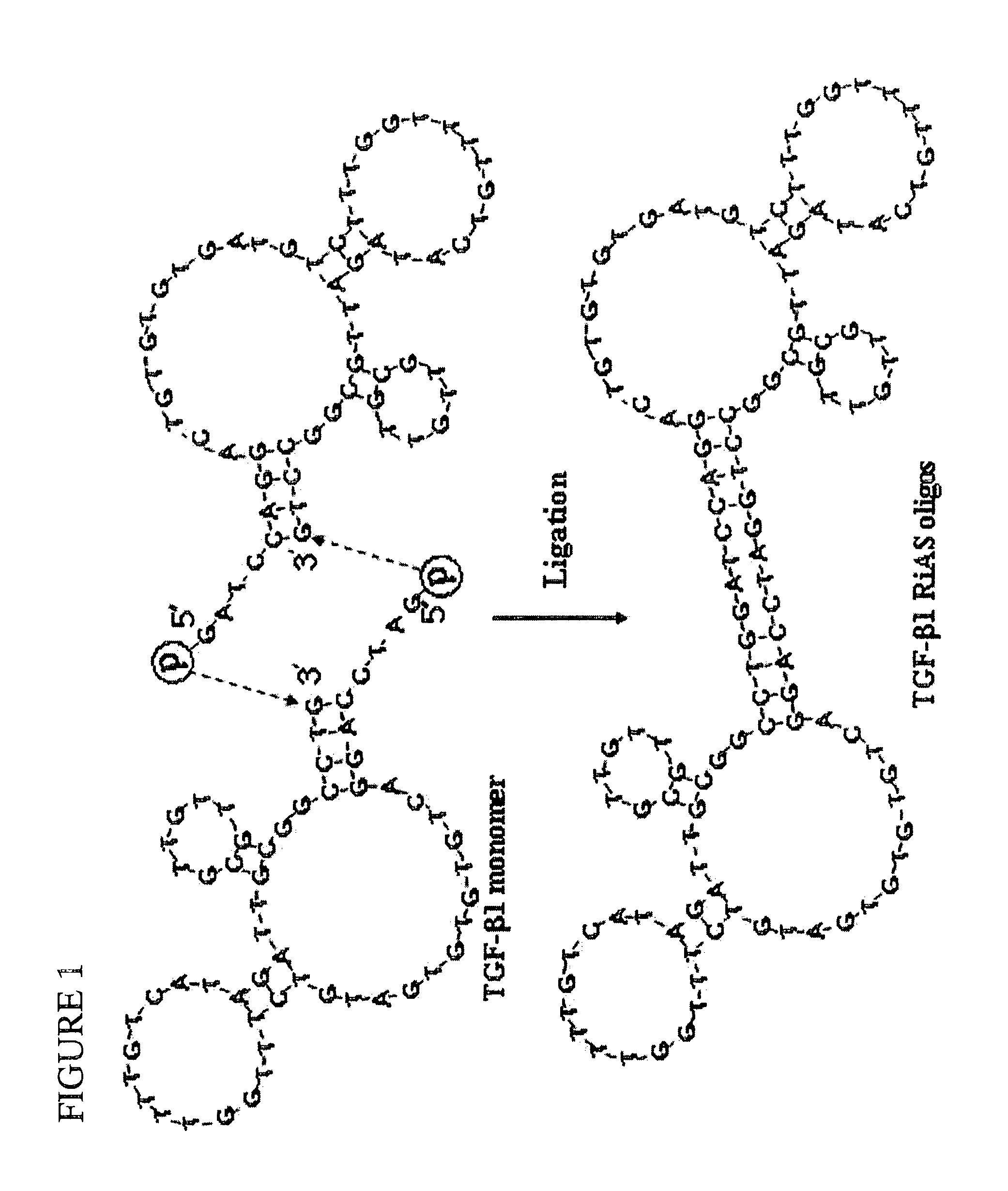 TGF-beta-specific covalently closed antisense molecule