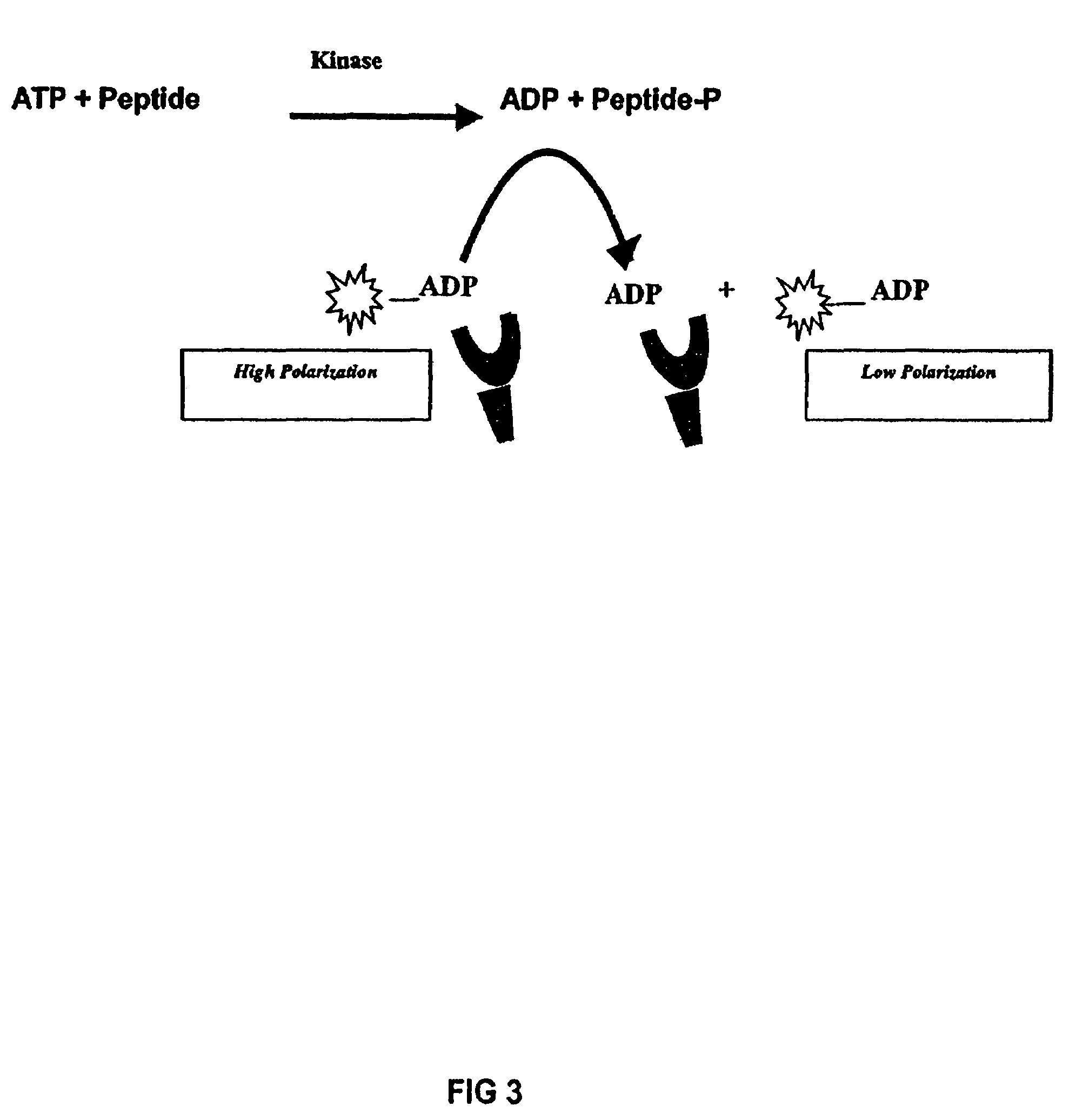 Assay method for group transfer reactions