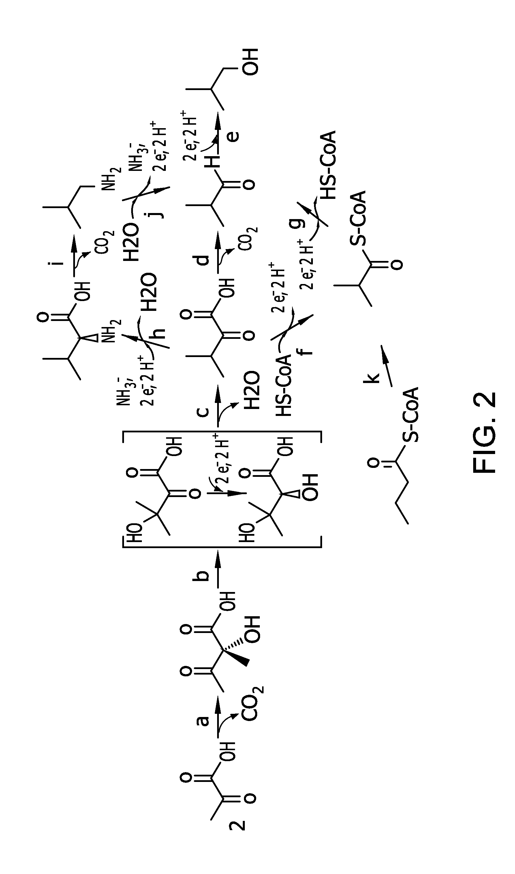 Flux to acetolactate-derived products in lactic acid bacteria