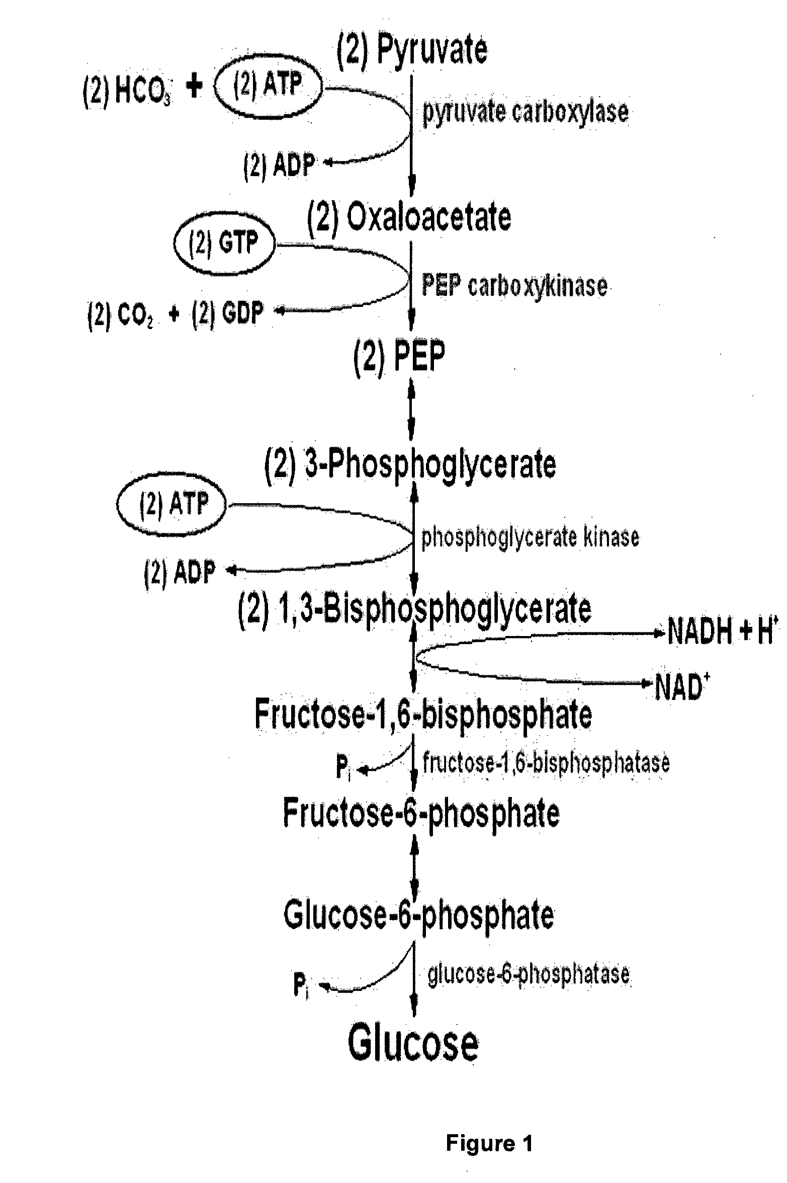 Use of a Composition Comprising Acylated Steryl Glucoside in the Manufacture of a Product