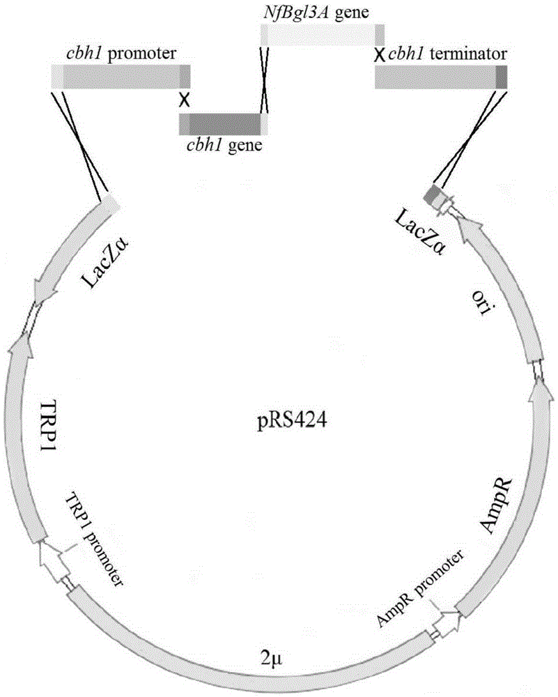 Method for improving enzyme activity of cellulose of trichoderma reesei