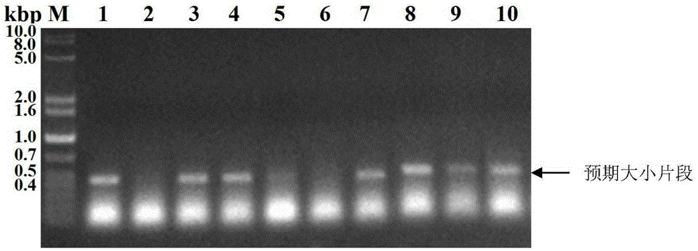 Method for improving enzyme activity of cellulose of trichoderma reesei