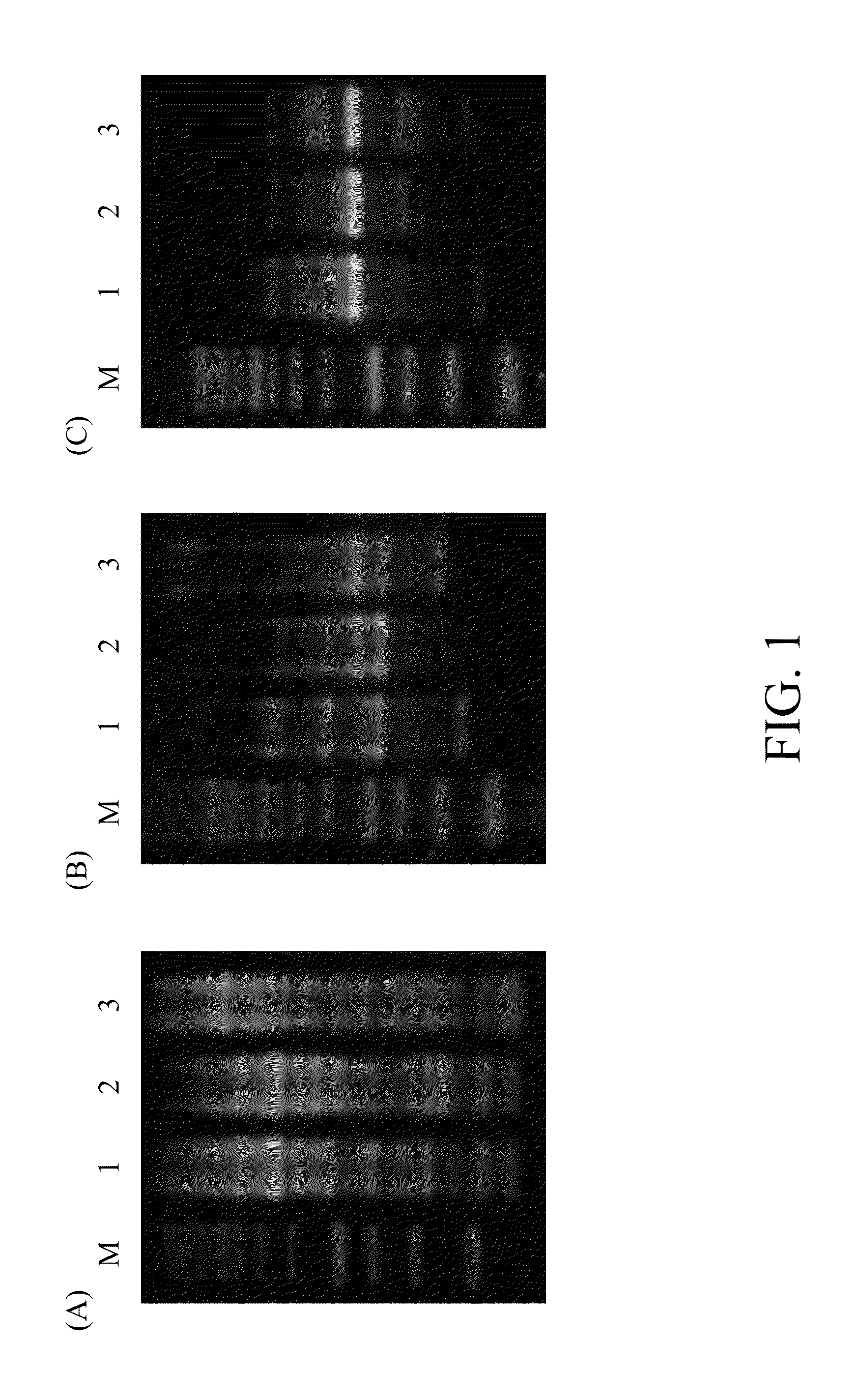 Lactic acid bacterium having immunomodulatory and Anti-allergic effects and pharmaceutical composition containing the same