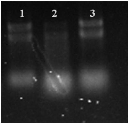 Method for extracting total RNA of microalgae cells