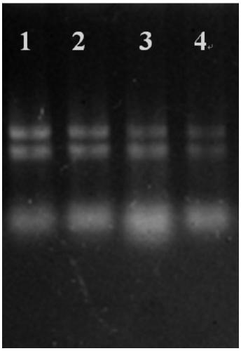 Method for extracting total RNA of microalgae cells