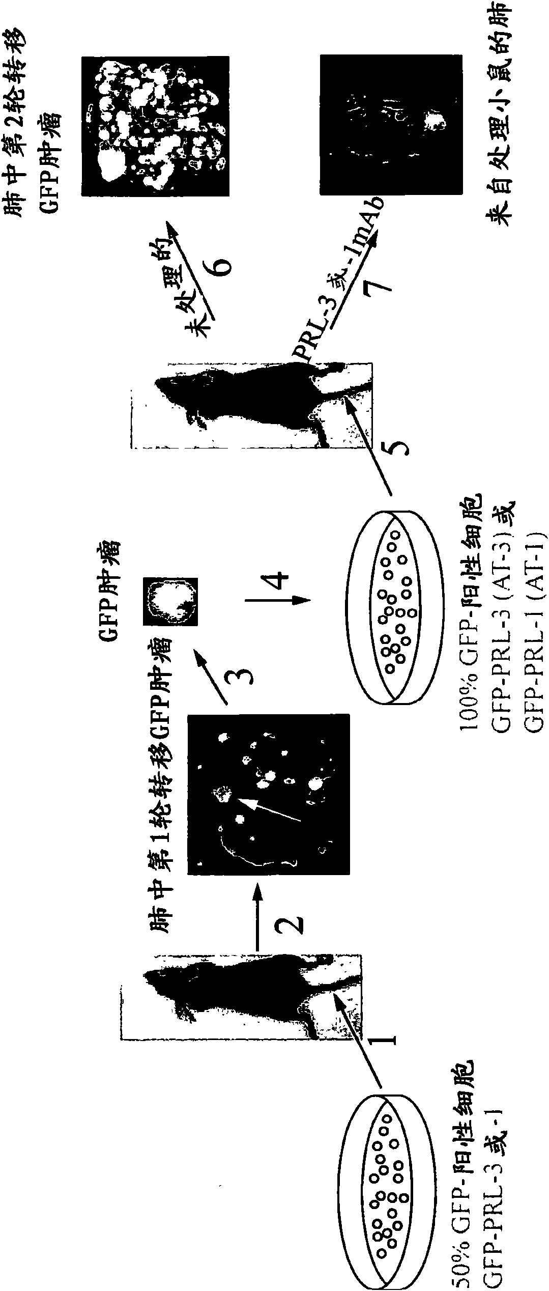 Antibodies binding to an intracellular prl-1 or prl-3 polypeptide