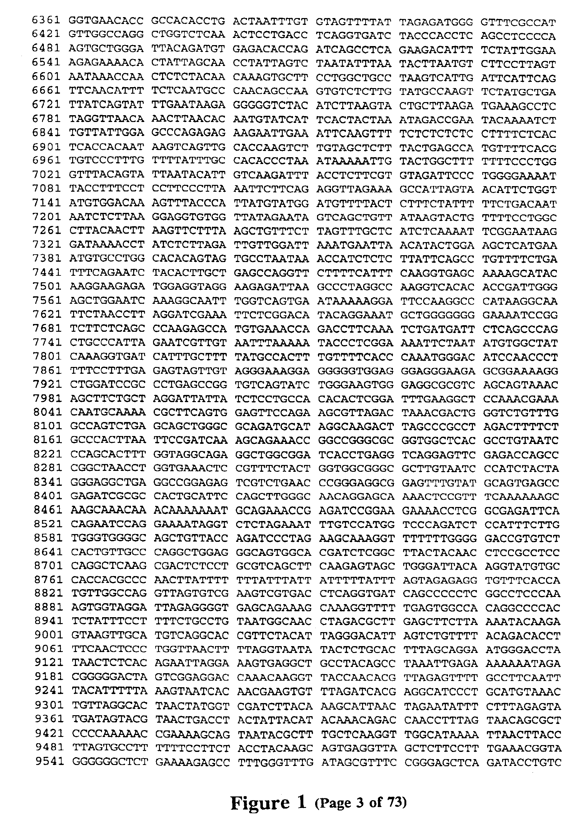 Polymorphisms in the region of the human hemochromatosis gene