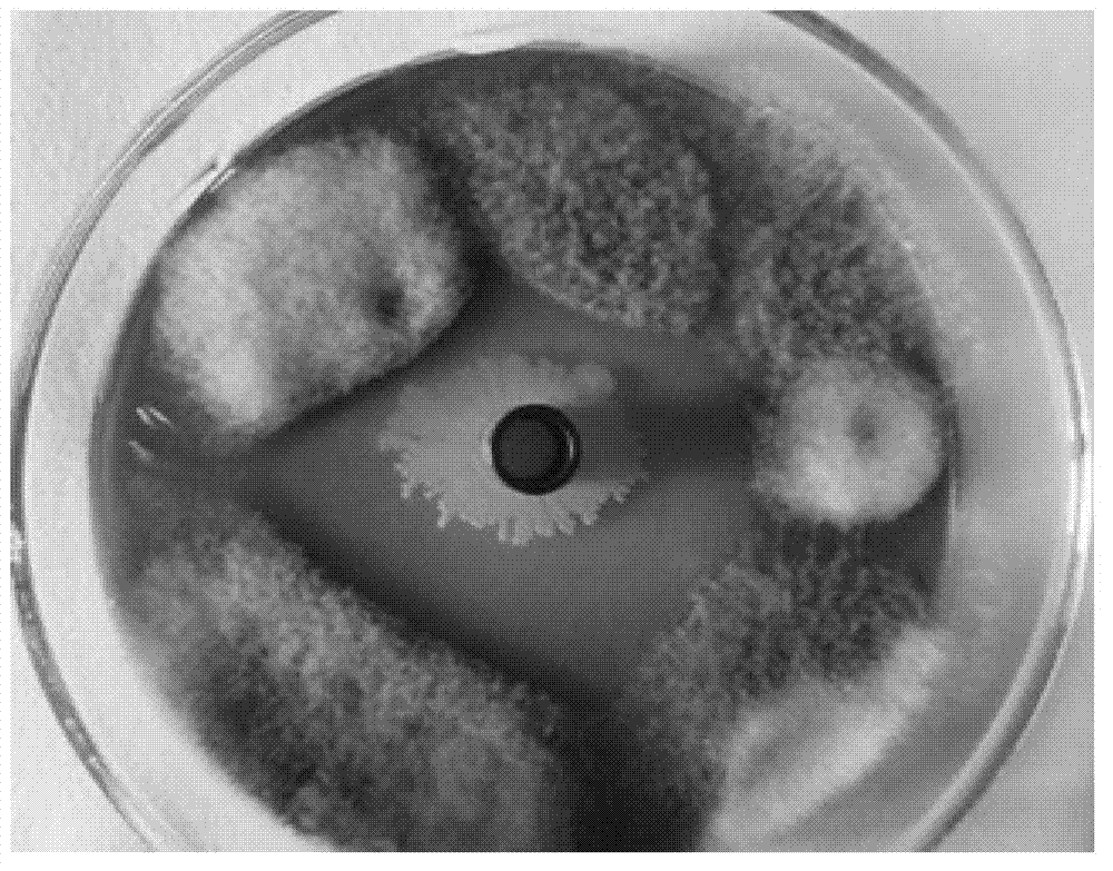 Bacillus amyloliquefaciens and application thereof