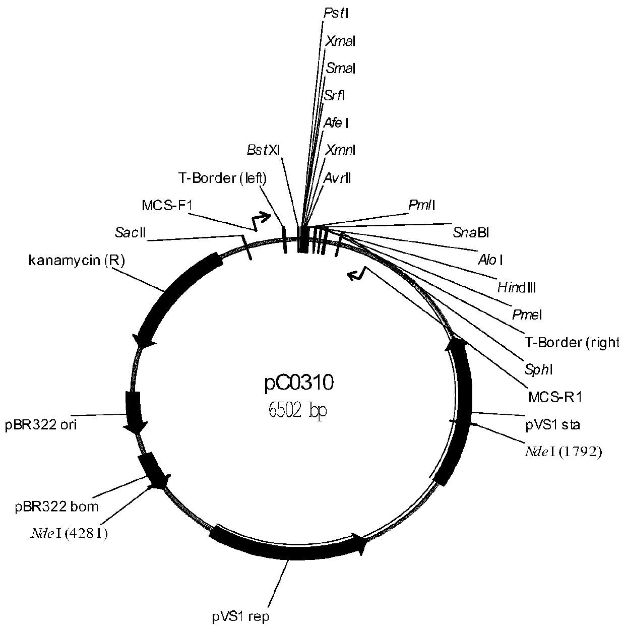 Rice ALS mutant gene, plant transgenic screening vector pCALSm3 which contains gene and application of plant transgenic screening vector pCALSm3