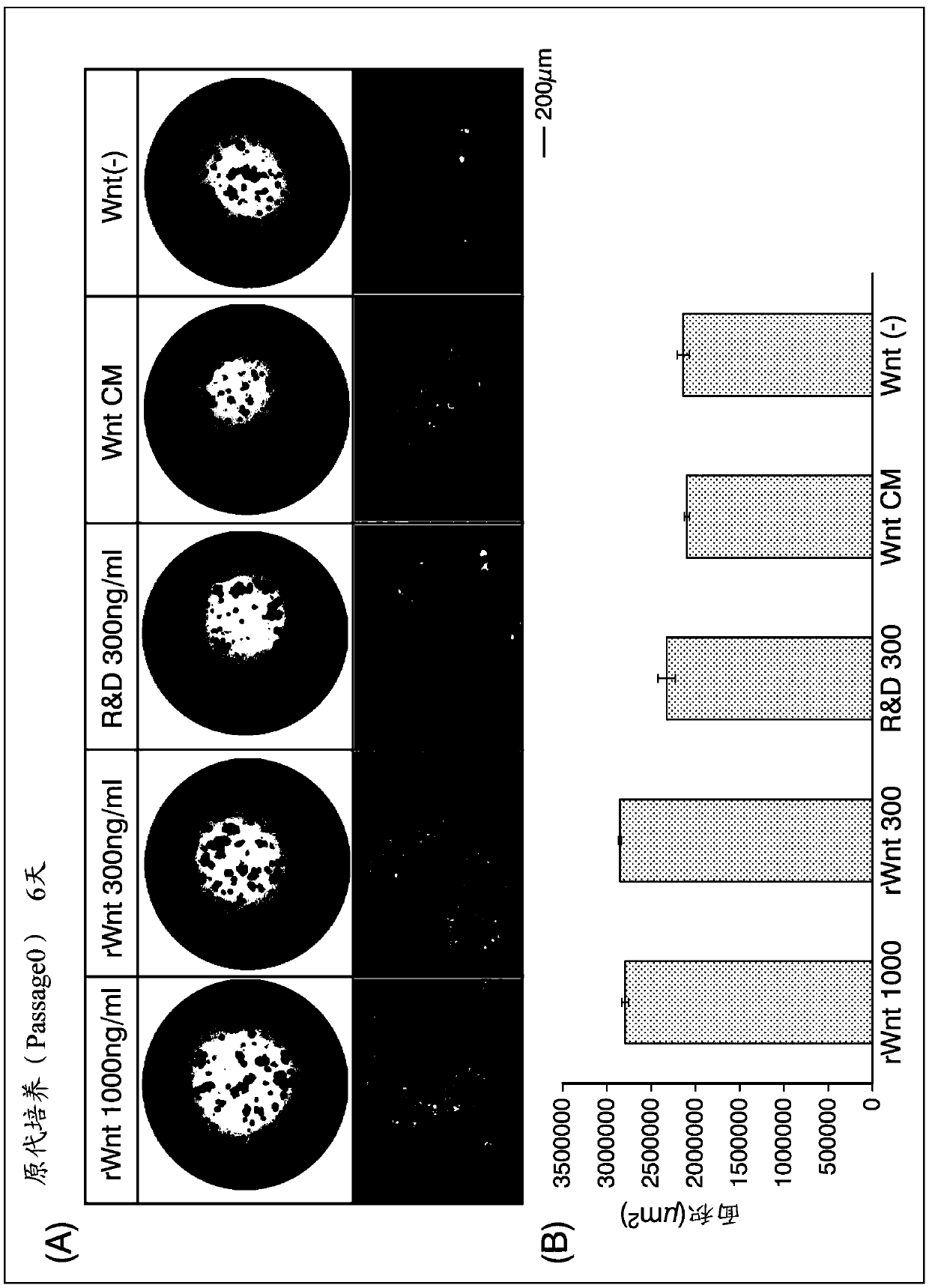 Cell culture medium, culture method, and organoid